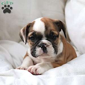 Janita, English Bulldog Puppy